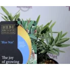 Veronikacserje Hebe in cultivars P17