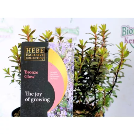 Veronikacserje Hebe in cultivars P17