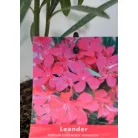 Leander Nerium oleander Jannoch