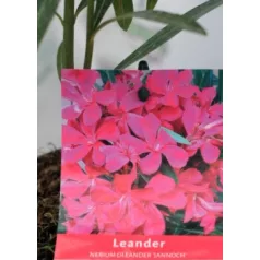 Leander Nerium oleander Jannoch