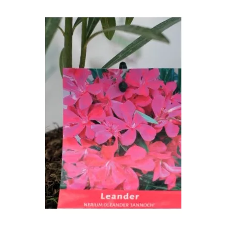 Leander Nerium oleander Jannoch