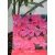 Leander Nerium oleander Jannoch
