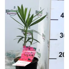 Leander Nerium oleander Jannoch
