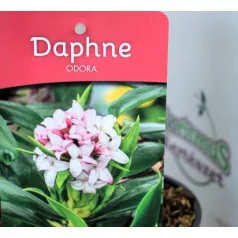 Illatos boroszlán Daphne Odora P13