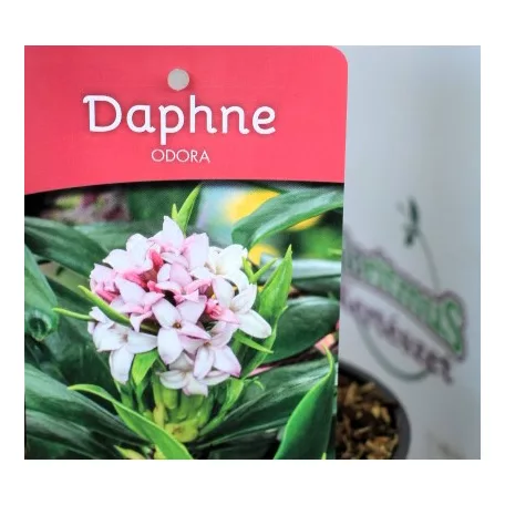 Illatos boroszlán Daphne Odora P13