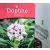Illatos boroszlán Daphne Odora P13
