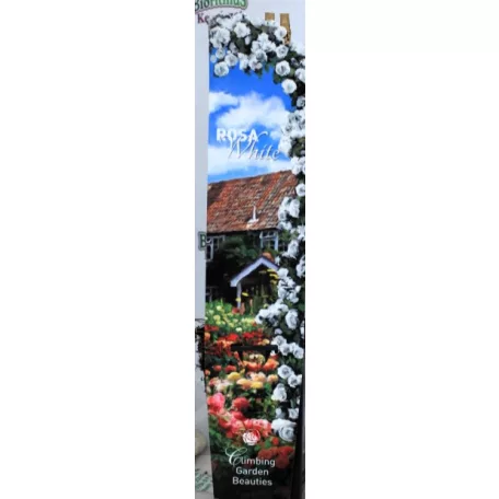 Futórózsa Rosa White C2