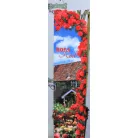 Futórózsa Rosa Red C2