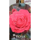 Törzses rózsa Royal Pink P19