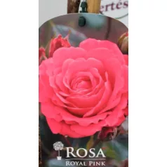 Törzses rózsa Royal Pink P19