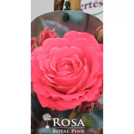 Törzses rózsa Royal Pink P19