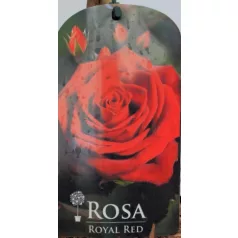 Törzses rózsa Royal Red P19