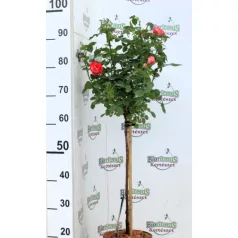 Törzses rózsa Royal Red P19