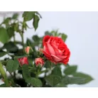 Törzses rózsa Royal Red P19