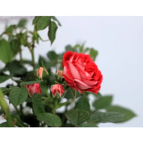 Törzses rózsa Royal Red P19