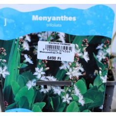 Vidrafű Menyanthes trifoliata P18