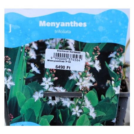 Vidrafű Menyanthes trifoliata P18
