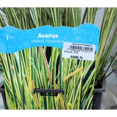 Kálmos fajták Acorus  P18