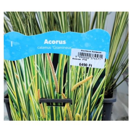 Kálmos fajták Acorus  P18