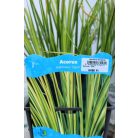 Kálmos fajták Acorus  P18