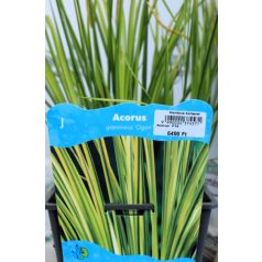 Kálmos fajták Acorus  P18