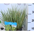 Kálmos fajták Acorus  P18