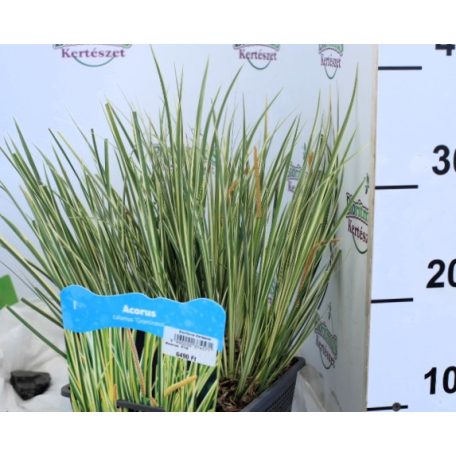 Kálmos fajták Acorus  P18