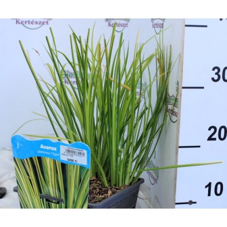 Kálmos fajták Acorus  P18
