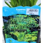 Vízipálma Cyperus alternifolius P18