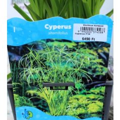 Vízipálma Cyperus alternifolius P18