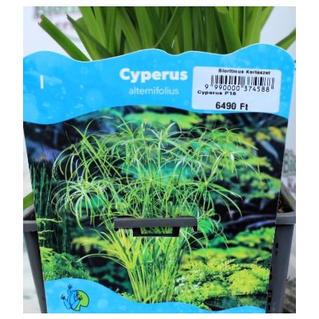 Vízipálma Cyperus alternifolius P18