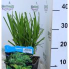 Vízipálma Cyperus alternifolius P18