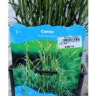 Pálmalevelű sás Carex muskingumensis P18