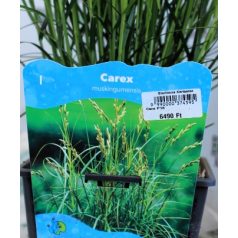 Pálmalevelű sás Carex muskingumensis P18