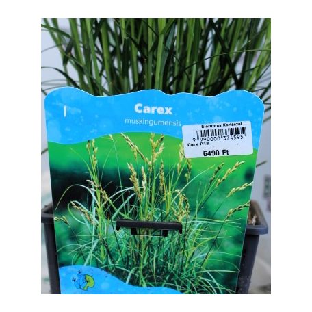 Pálmalevelű sás Carex muskingumensis P18