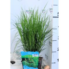 Pálmalevelű sás Carex muskingumensis P18