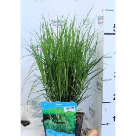 Pálmalevelű sás Carex muskingumensis P18