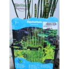 Japán mocsári zsurló Equisetum japonicum P18