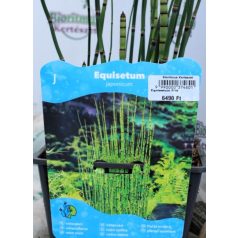 Japán mocsári zsurló Equisetum japonicum P18