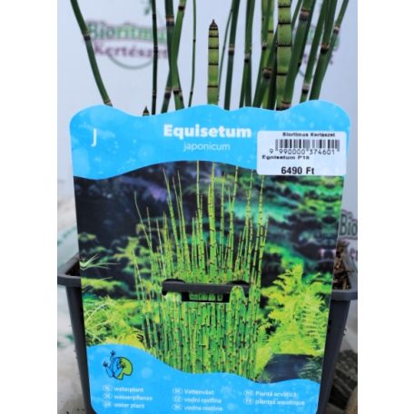 Japán mocsári zsurló Equisetum japonicum P18