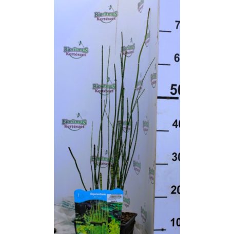 Japán mocsári zsurló Equisetum japonicum P18