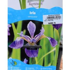 Kék nőszirom (lila) Iris versicolor (lila) P18