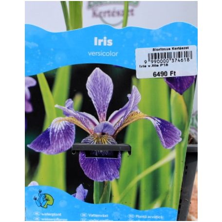 Kék nőszirom (lila) Iris versicolor (lila) P18