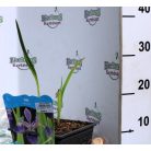 Kék nőszirom (lila) Iris versicolor (lila) P18