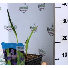 Kék nőszirom (lila) Iris versicolor (lila) P18