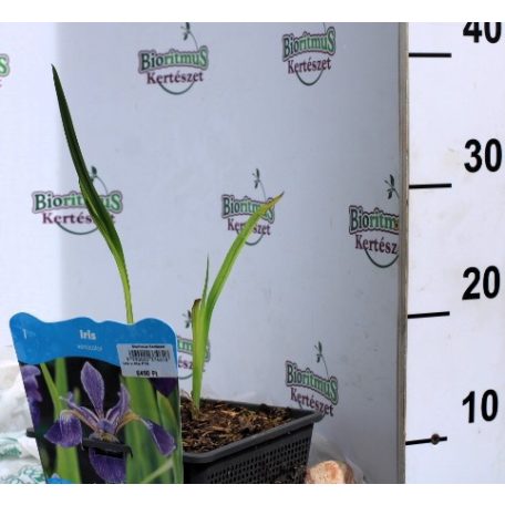 Kék nőszirom (lila) Iris versicolor (lila) P18