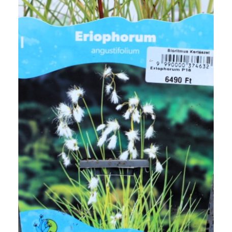 Keskenylevelű gyapjúsás Eriophorum angustifolium P18