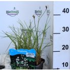 Keskenylevelű gyapjúsás Eriophorum angustifolium P18