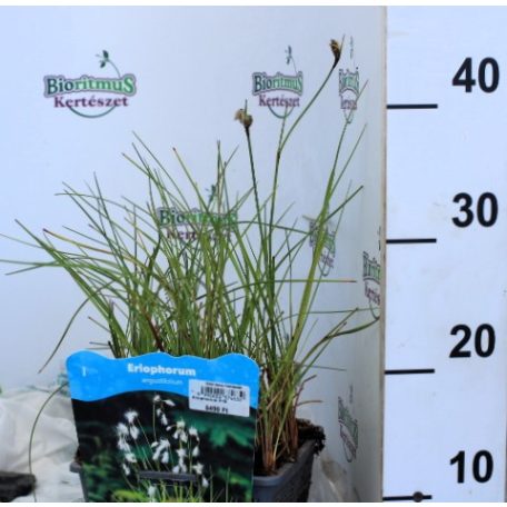 Keskenylevelű gyapjúsás Eriophorum angustifolium P18