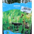 Békaszittyó Juncus effusus P18